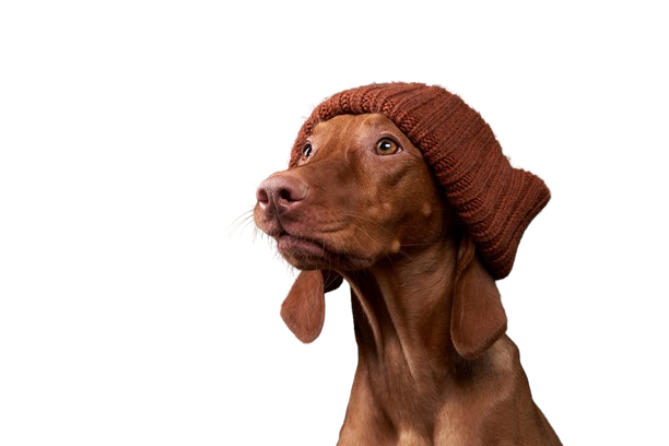 This is a dog.